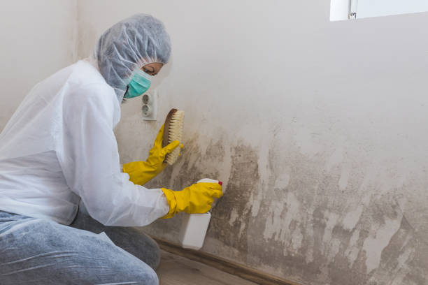 Best Basement Mold Remediation in Melbourne Beach, FL