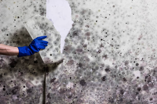 Best Bathroom Mold Remediation in Melbourne Beach, FL